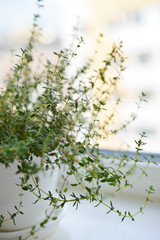 Lemon thyme plant