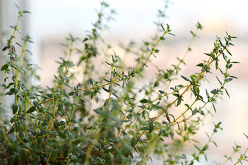 Lemon thyme plant