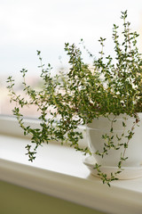 Lemon thyme plant