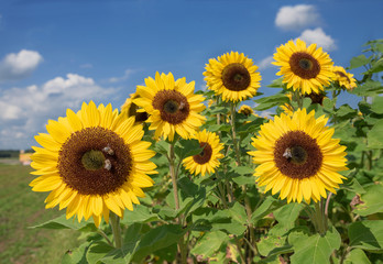 Obraz premium Sonnenblumen mit Honigbienen