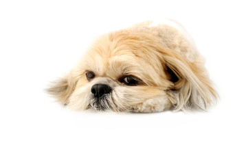 Dog White Background photos, royalty-free images, graphics, vectors ...