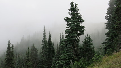 Trees and fog