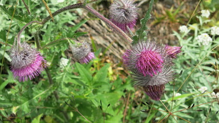 Thistle