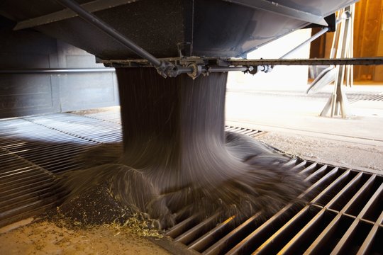 Canola Being Poured In The Harvesting Process, Three Hills, Alberta, Canada