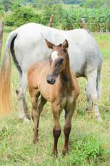 Fototapeta premium horse