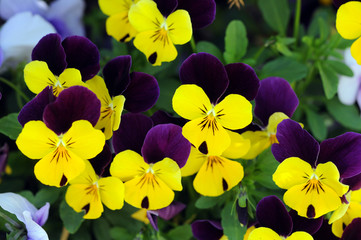  colorful pansy flowers