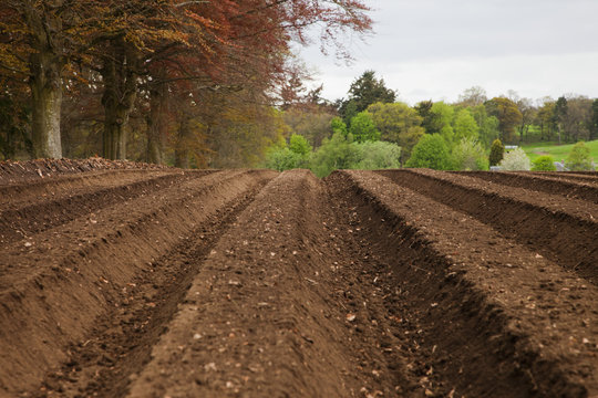 Tilled farmland