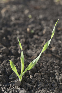 Close Up Of Barley Seedlings At The Three Leaf Stage, Black Diamond,Alberta, Canada