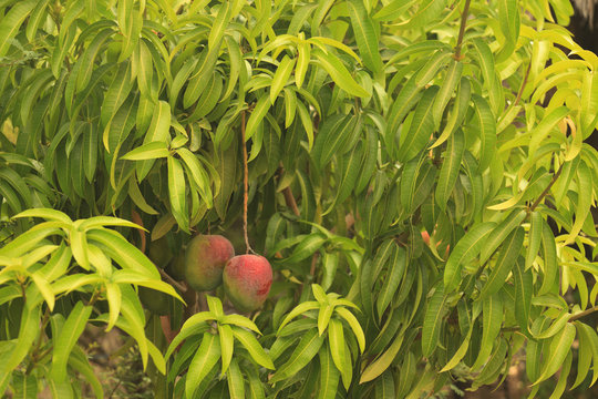 Mango Tree, Baja California Sur, Mexico