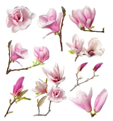 Schilderijen op glas magnolia © anphotos99