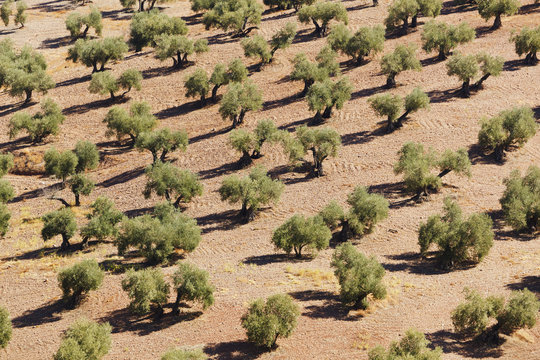 Olive Trees, Montoro, Cordoba Province, Andalusia, Spain