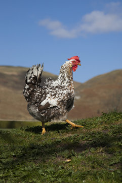 A Rooster, Cheviots, Northumberland, England