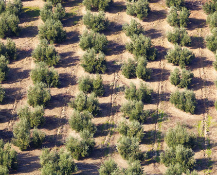 Olive Groves Near Burunchel Cazorla Natural Park, Segura Y Las Villas, Jaen Provinc, Andalusia, Spain