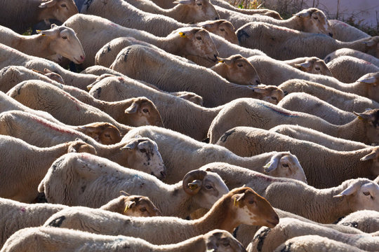 Flock Of Sheep, Burunchel, Jaen Province, Andalusia, Spain