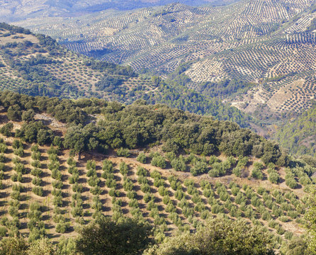 Olive Groves Near Burunchel Cazorla Natural Park, Segura Y Las Villas, Jaen Provinc, Andalusia, Spain