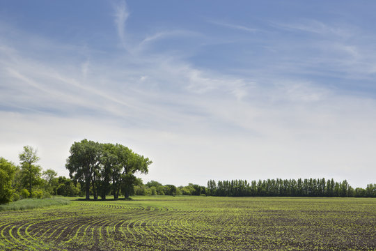 Canola Field Under A Blue Sky, Winnipeg, Manitoba, Canada