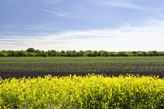 Canola Field Under A Blue Sky, Winnipeg, Manitoba, Canada