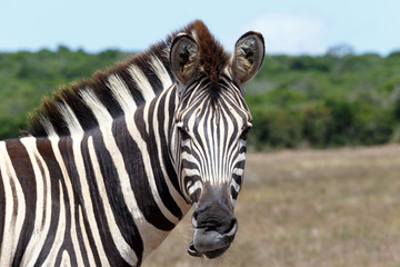 Fototapeta na wymiar Zebra Not Happy