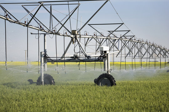 Large irrigation system spraying in a green wheat field with a flowering canola field in the background with blue sky south of calgary,Alberta canada