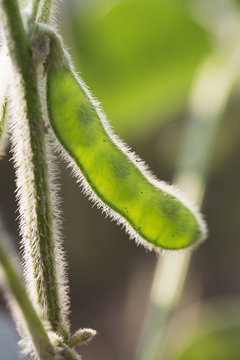 Close up of a soy bean pod on the plant, Port Colborne, Ontario, Canada