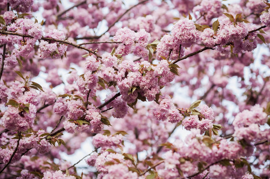 Close up of pink blossoms on tree branches in Baltimore County, Baltimore, Maryland, United States of America