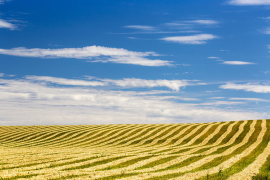 Golden cut grain field on a rolling hill with blue sky and clouds, Alberta, Canada