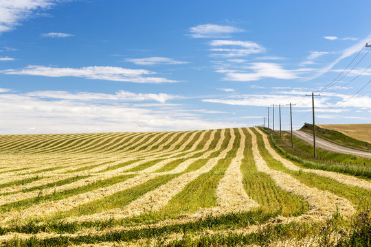Golden cut grain field on a rolling hill with wooden electrical poles and gravel road with blue sky and clouds, Alberta, Canada