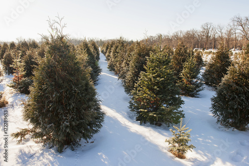 quot christmas tree farm minnesota united states of america quot christmas tree farm minnesota united states of america