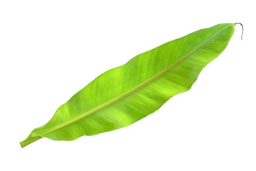 Obraz premium Liść bananowca na białym tle.