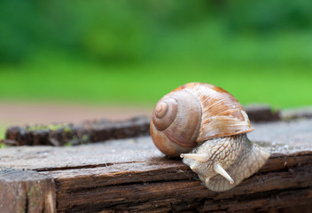 Cute burgundy snail crawling on wood crate after rain, closeup