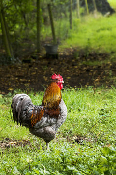 Colourful rooster in grassy field with trees in the background, Bunratty, County Clare, Ireland