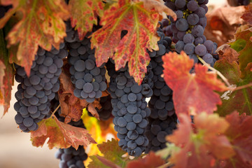 Pinot Noir autumn