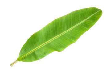 Obraz premium Banana leaf on a white background.