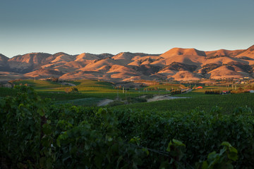 Pinot Noir Vineyards
