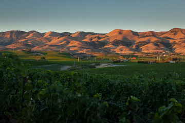 Pinot Noir Vineyards