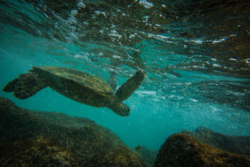 Sea Turtle Kua Bay