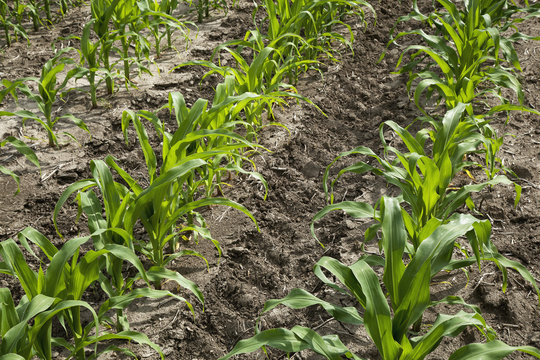Oblique rows of young corn plants as seen in late spring on a family farm, Centerville, Ohio, United States of America