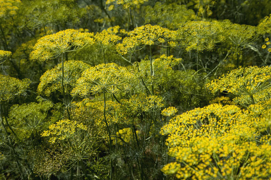 Close up view of flowering dill plants as seen on a commercial farm in the Coachella Valley, Coachella, California, United States of America