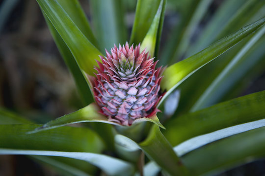 Close up view of pineapple bud as seen in a home garden, near Hilo, Island of Hawaii, Hawaii, United States of America