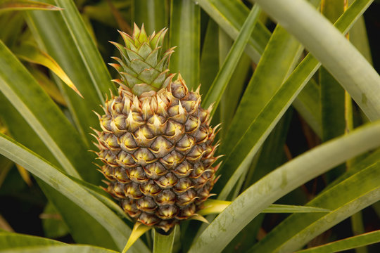Close up view of developing pineapple