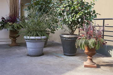 Beautiful floral compositions and plants