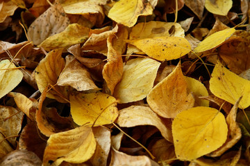 Beautiful colorful autumn leaves background