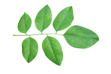 Fototapeta na wymiar Burma padauk leaf isolated on white background,Pterocarpus macrocarpus