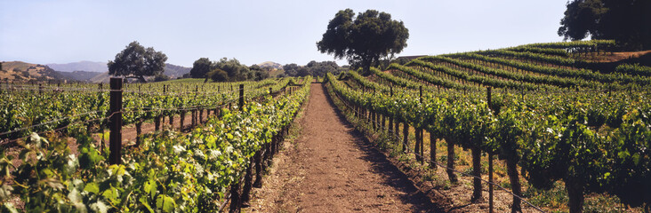 A vineyard on a rolling hillside in early summer with live oak trees and mountains beyond, Santa Ynez Valley, Buellton, California, United States of America