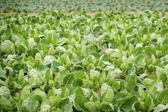 Vegetable plants growing, Denton, Maryland, United States of America