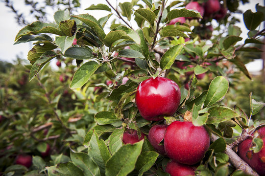 Red apples on an apple tree