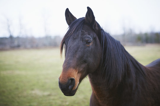 Thoroughbred, The Mane Intent Equestrian Centre, Keane, Ontario, Canada