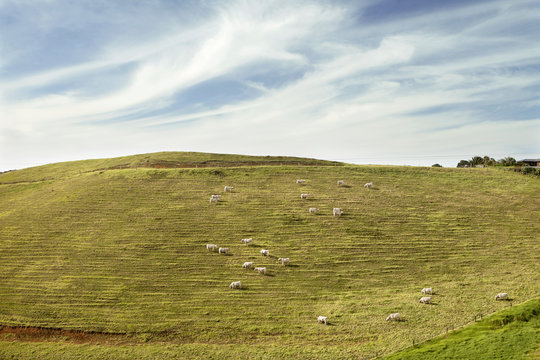 Cows grazing on a mountainside, North Island, New Zealand