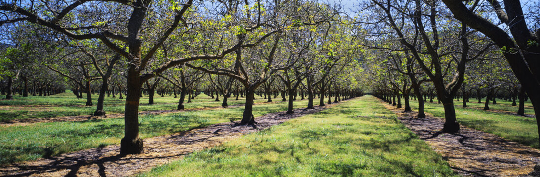 Grove of mature walnut trees just leafing out in early spring, near Bowie, Arizona, United States of America