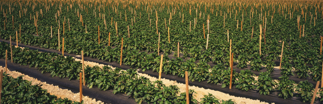Rows of staked mid-growth bell pepper plants on black plastic in the Coachella Valley in the spring, Oasis, California, United States of America